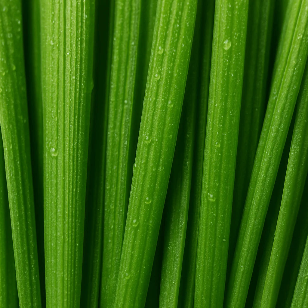 Vibrant green barley grass powder in a small bowl