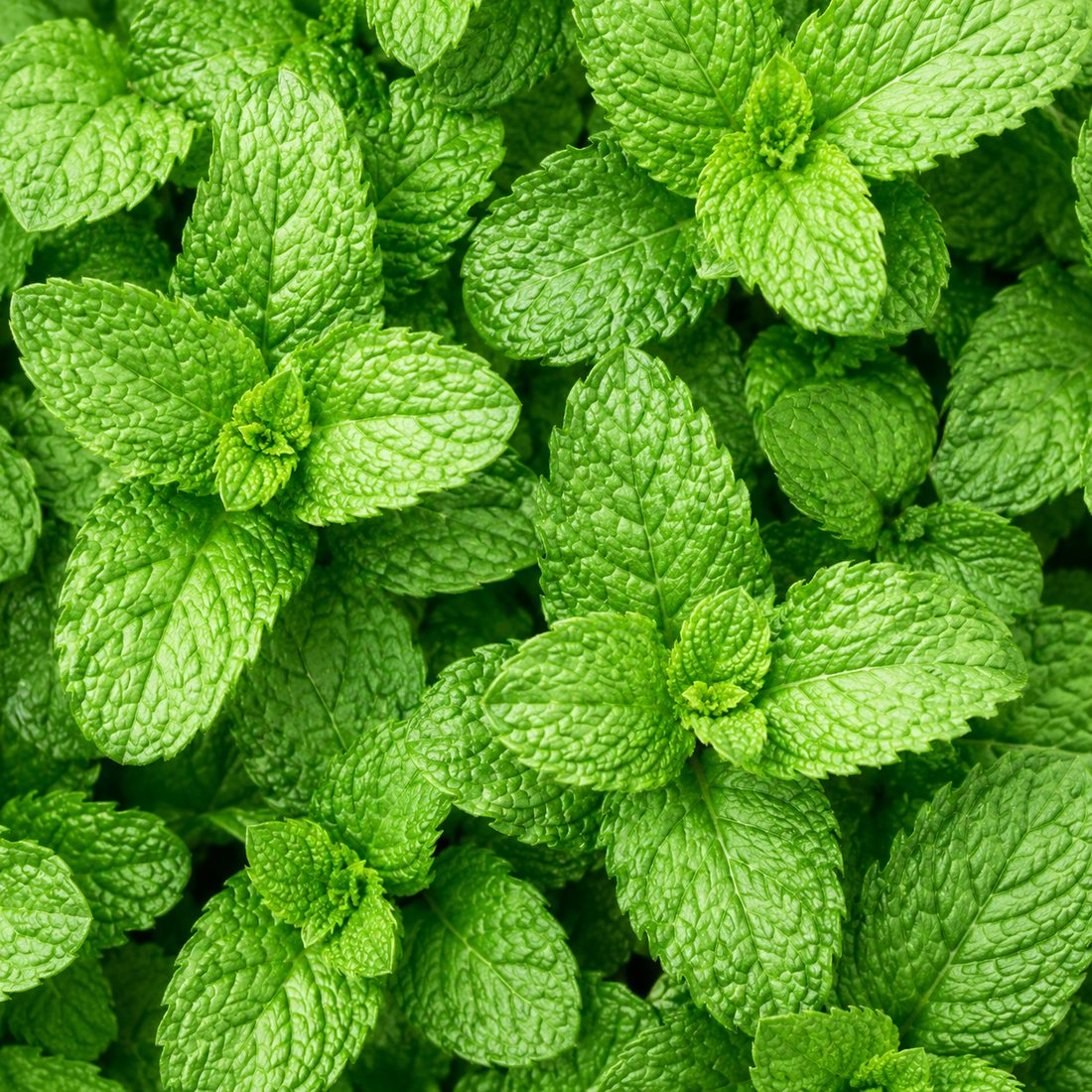 A dense bed of fresh green peppermint leaves